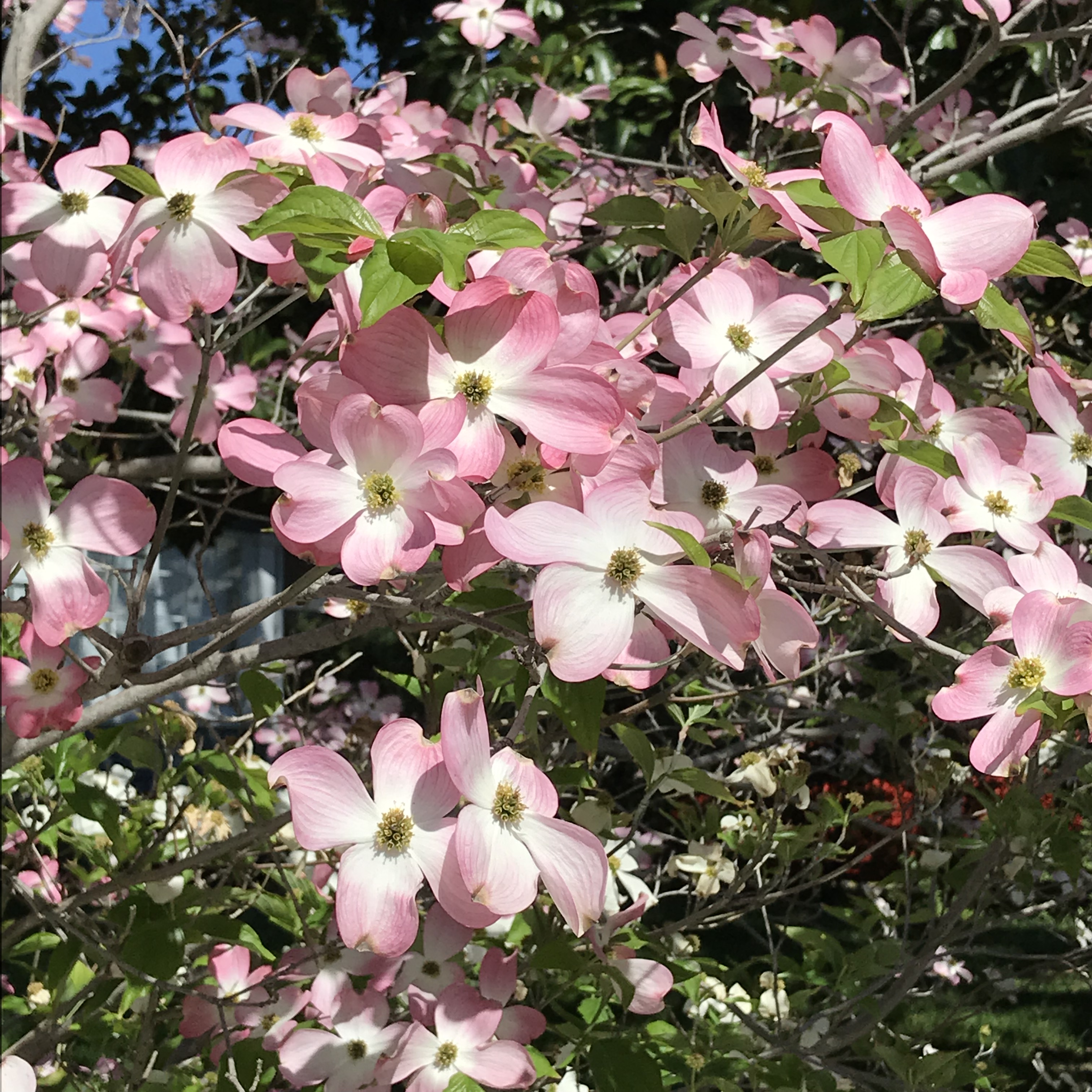 A908A265-12EB-4A84-BA14-D7506C41BDE5